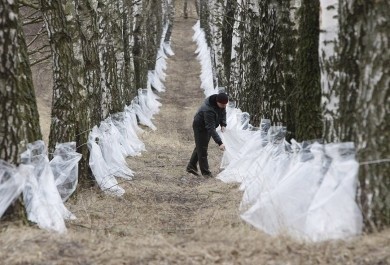О порядке заготовки древесных соков
