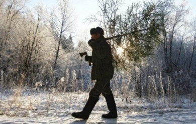 Об ответственности за незаконную вырубку елей и сосен