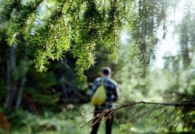 Если вы заблудились в лесу…