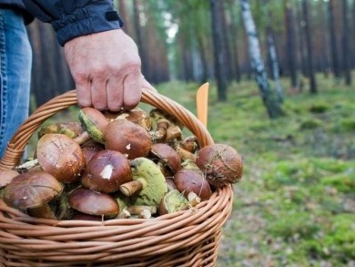 Грибной сезон: как не потеряться в лесу