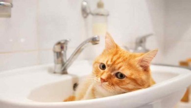 Кому отключат горячую воду уже в июне