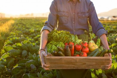 Как получить справку, подтверждающую, что реализуемая продукция выращена на земельном участке