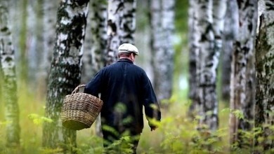 Отправляясь в лес, будьте внимательны и осторожны!